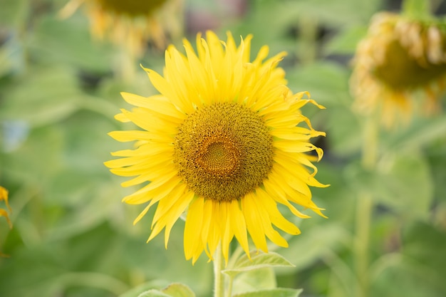 Fondo natural de girasol. Floración de girasol. Planta que crece entre otros girasoles.