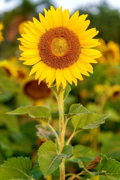 Fondo natural de girasol, girasol que florece en primavera.