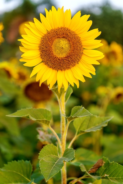 Fondo natural de girasol, girasol que florece en primavera.