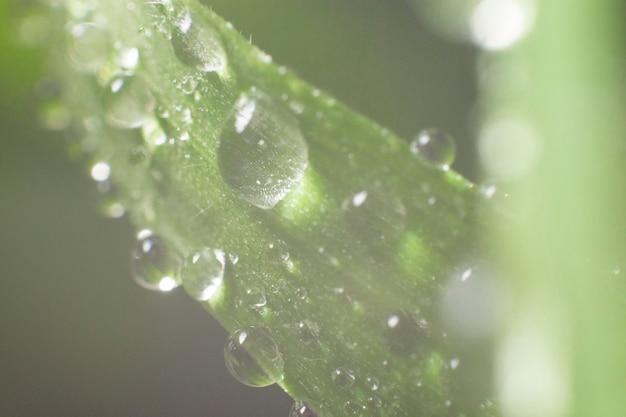 Fondo natural con gotas de lluvia