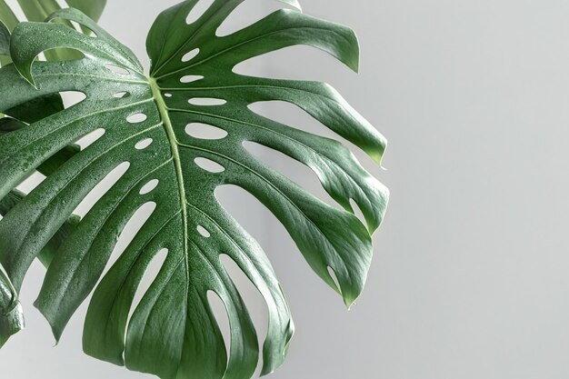 Fondo natural con hojas de monstera tropical durante el día.