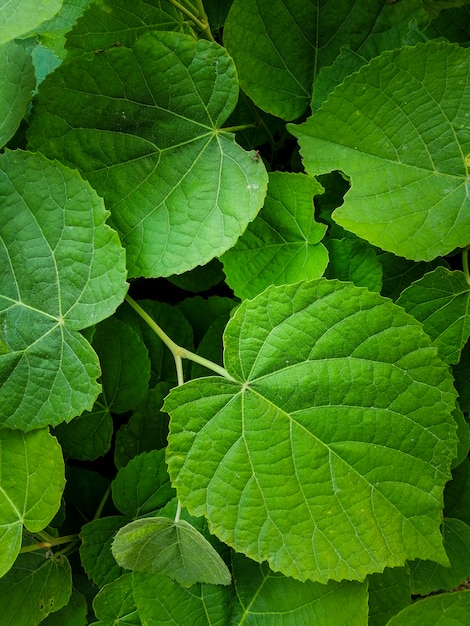 Fondo natural de hojas verdes.