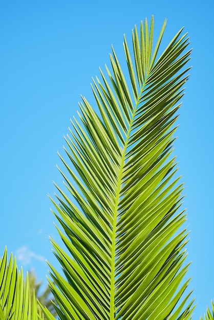 Fondo natural de marco vertical de hojas de palma de cerca sobre fondo de cielo azul concepto de postal de vacaciones de verano para vacaciones o vacaciones
