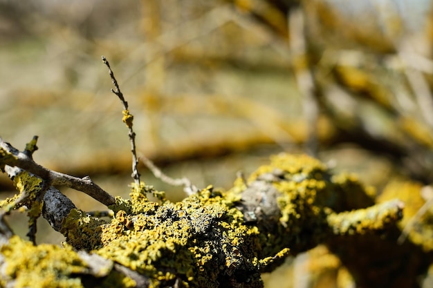 Fondo natural natural Liquen amarillo en el fondo de un tronco de árbol Primer plano fondo borroso banner idea espacio Ecosistema forestal cuidado de la naturaleza y la tierra