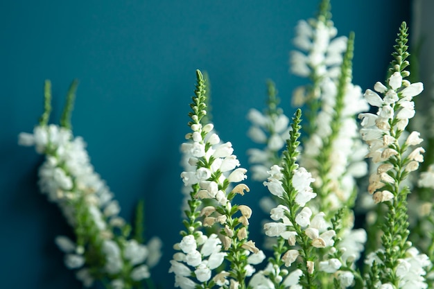 Fondo natural pequeñas flores blancas sobre un fondo azul.