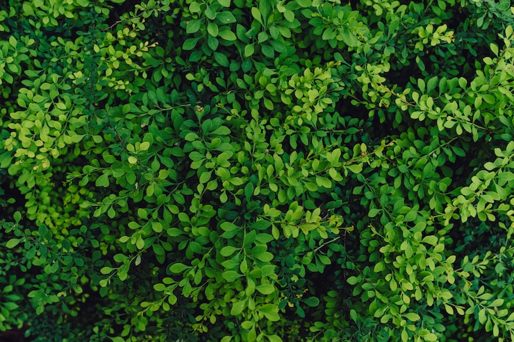 Foto gratuito fondo natural con textura de muchas hojas verdes