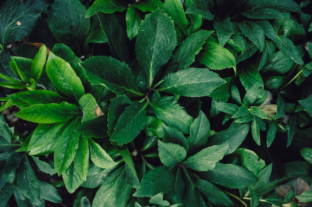 Fondo natural texturizado de muchas hojas verdes