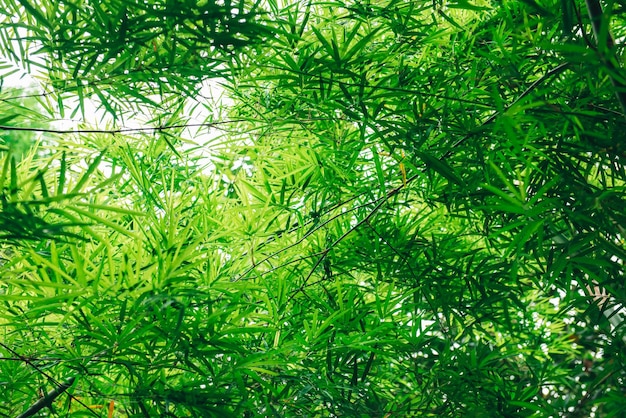 Fondo de naturaleza de hojas de bambú
