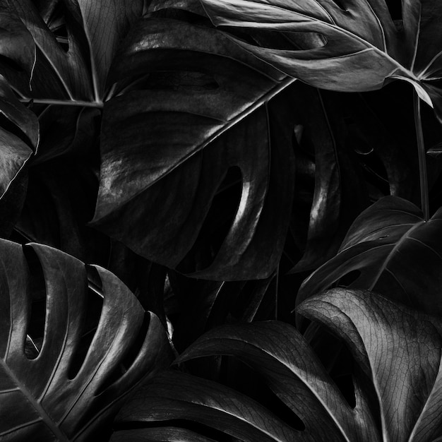 Fondo de naturaleza de selva de hojas de monstera