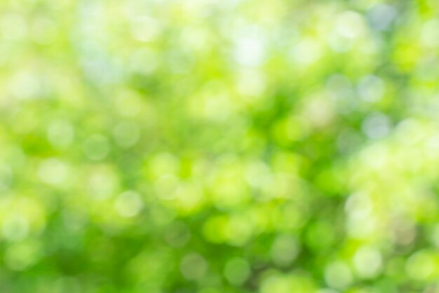 Fondo de naturaleza verde defocused soleado, efecto bokeh abstracto es elemento para su diseño.