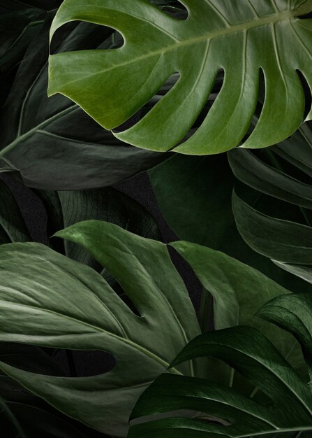 Fondo de naturaleza verde monstera