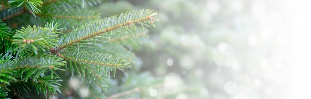 Fondo de navidad con ramas nevadas