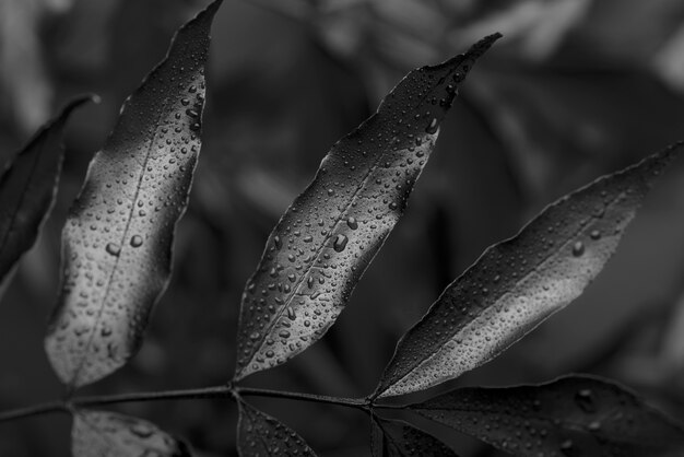 Fondo negro con textura de hojas y vegetación.