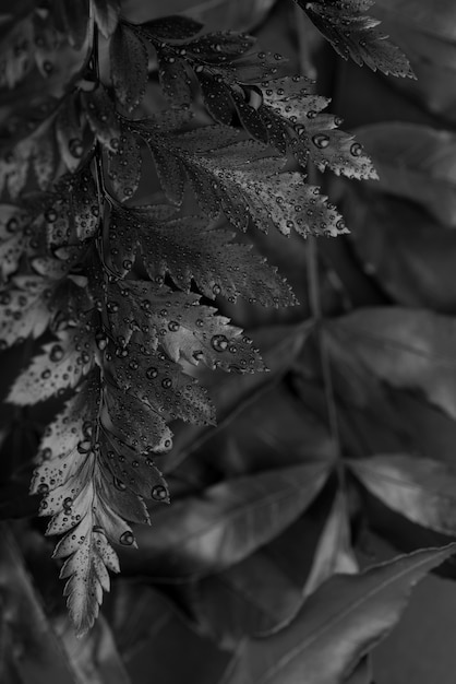 Fondo negro con textura de hojas y vegetación.