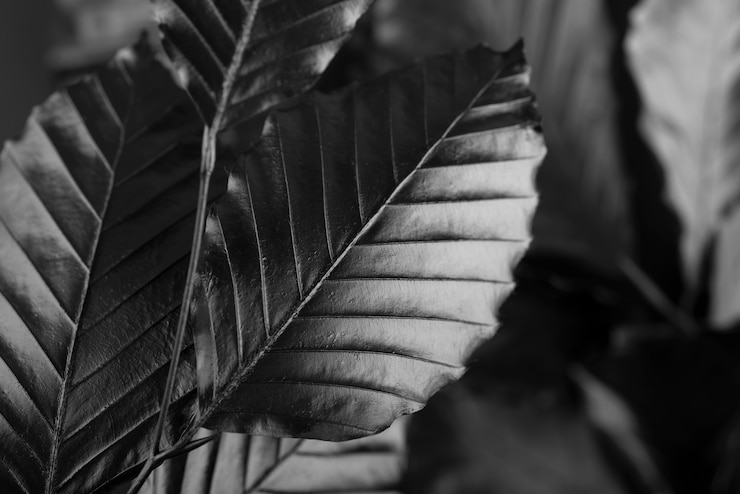 Foto gratuito fondo negro con textura de hojas y vegetación.