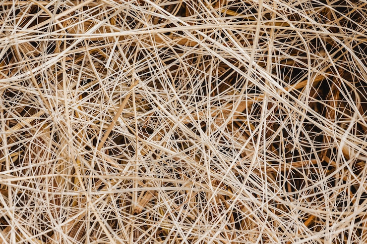 Foto gratuito fondo de nido de pájaro de vista superior