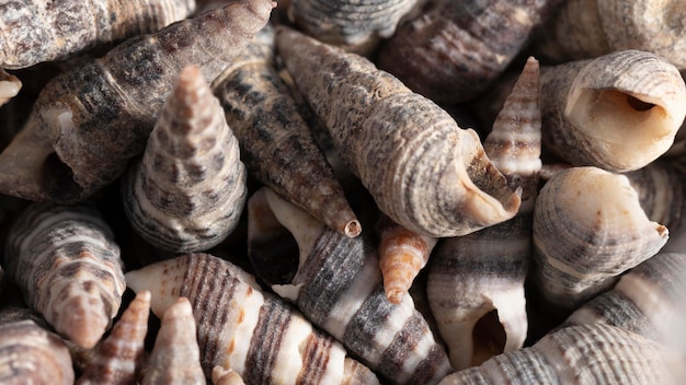 Foto gratuita fondo orgánico de arreglo de conchas de primer plano