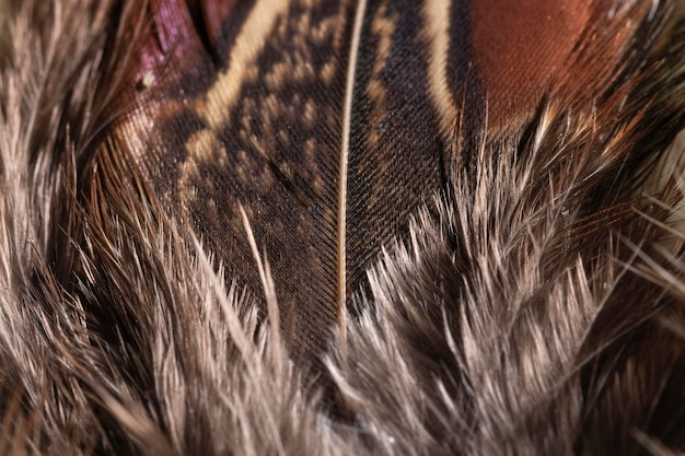 Fondo orgánico de plumas de primer plano