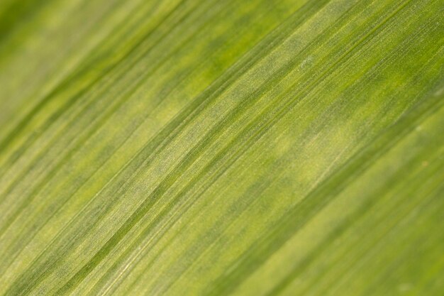 Fondo orgánico de textura de hoja de primer plano