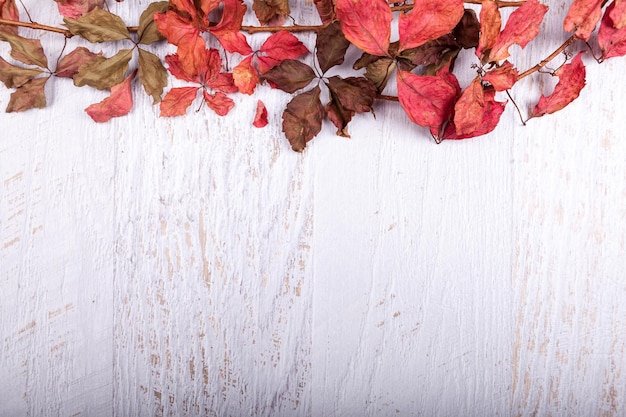 Fondo de otoño con espacio de copia disponible. Hojas de color rojo sobre fondo blanco de madera