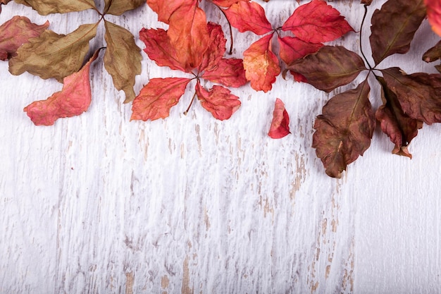 Fondo de otoño con espacio de copia disponible. hojas de color rojo sobre fondo blanco de madera Foto Premium 