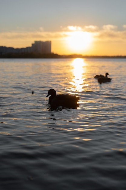 fondo de otoño. patos en el agua del lago al atardecer