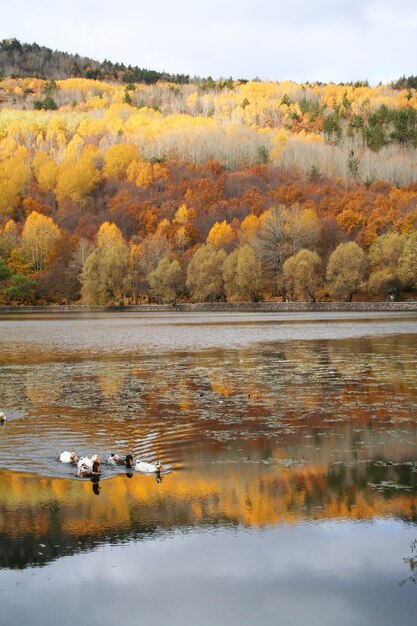 Fondo del paisaje de la sesión bosque amarillo