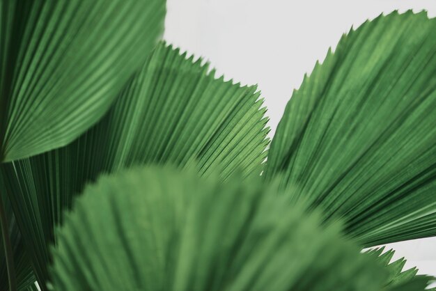 Fondo de palmera de hoja con volantes