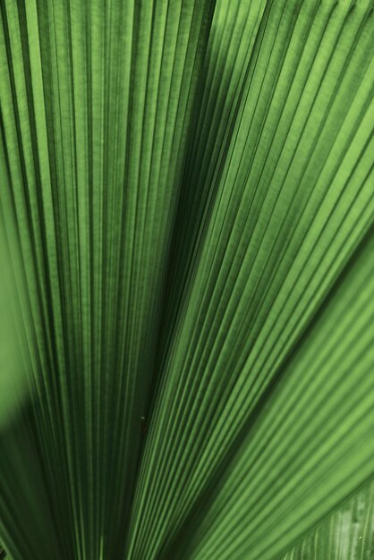 Fondo de palmera de hoja con volantes