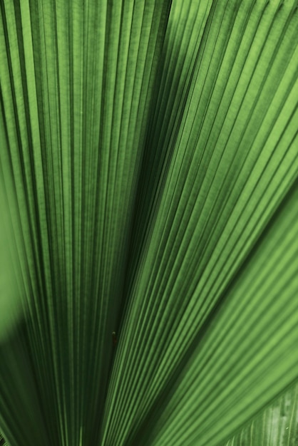 Fondo de palmera de hoja con volantes