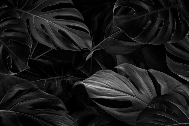 Fondo de pantalla de hojas de monstera negro