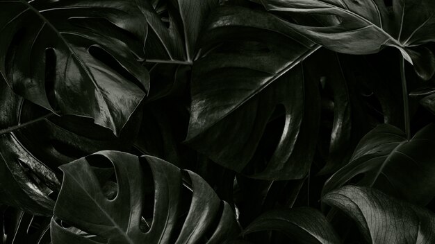 Fondo de pantalla de hojas tropicales de Monstera