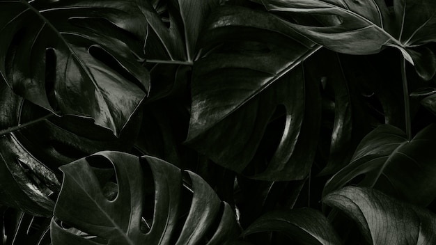 Fondo de pantalla de hojas tropicales de Monstera