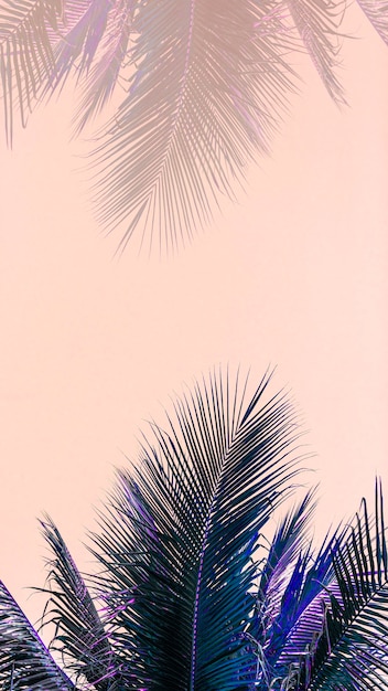 Fondo de pantalla móvil de hojas de palma de coco