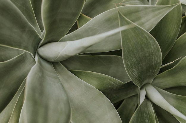 Fondo de pantalla de plantas suculentas, imagen oscura de la naturaleza estética