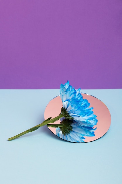 Fondo de pantalla de primavera con ángulo alto de flor azul
