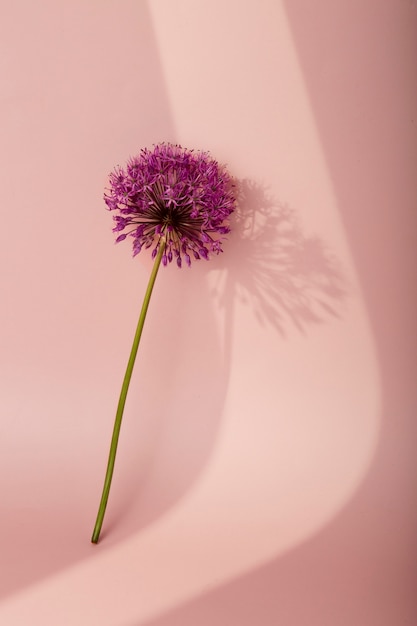 Fondo de pantalla de primavera hermosa flor morada