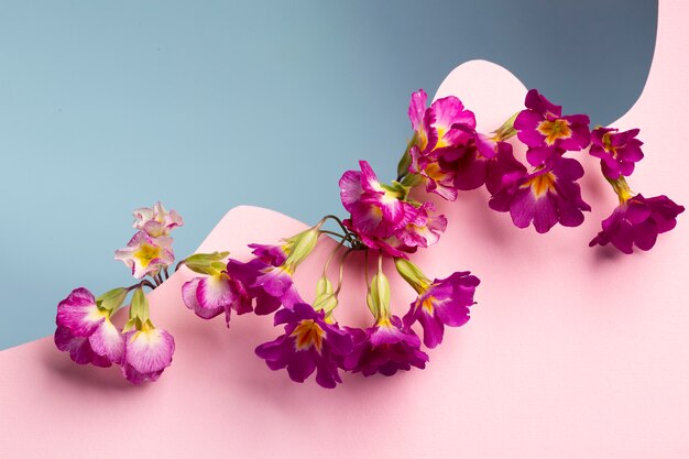 Fondo de pantalla de primavera con pequeñas flores de alto ángulo.