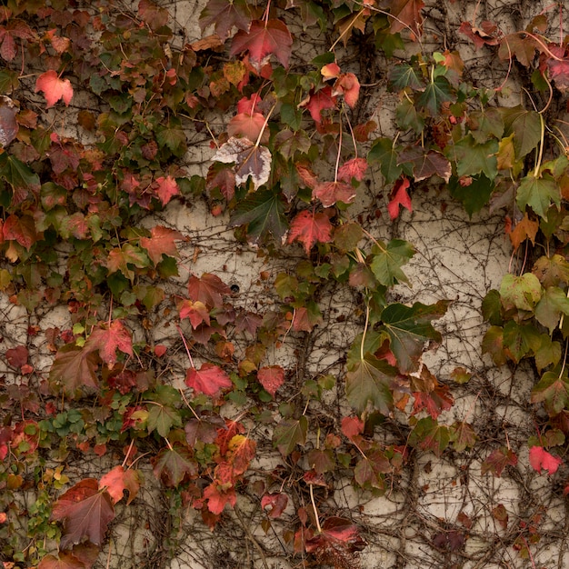 Fondo de pared de hormigón con vegetación