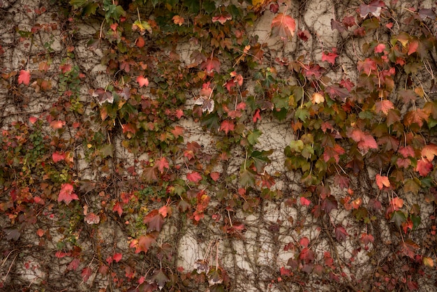 Fondo de pared de hormigón con vegetación