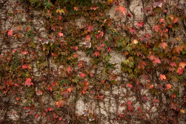 Fondo de pared de hormigón con vegetación