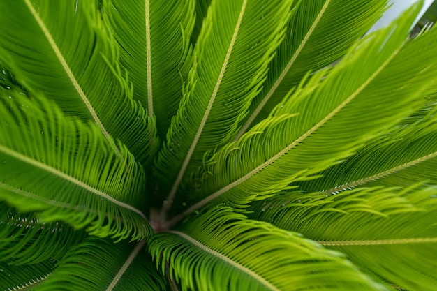 Fondo de patrón de hojas de palma verde, fondo natural y fondo de pantalla