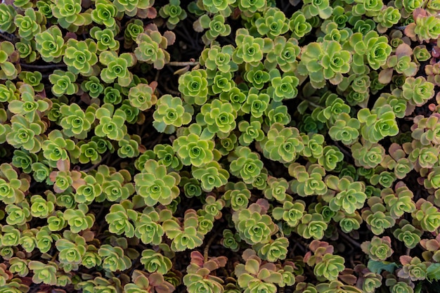 Fondo de patrón de hojas de suculentas verdes, fondo natural y fondo de pantalla