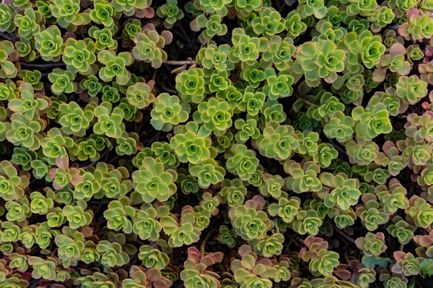 Fondo de patrón de hojas de suculentas verdes, fondo natural y fondo de pantalla