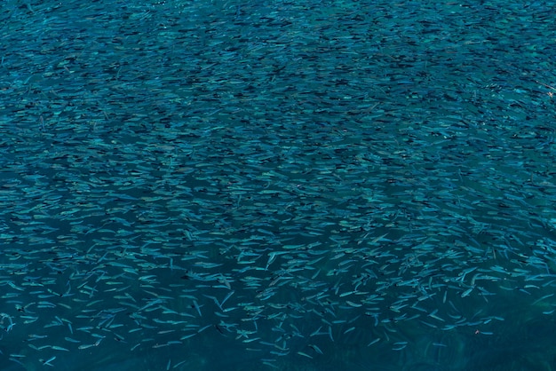 Fondo de peces de fondo