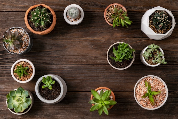 Fondo plano laico de plantas en macetas con espacio en blanco