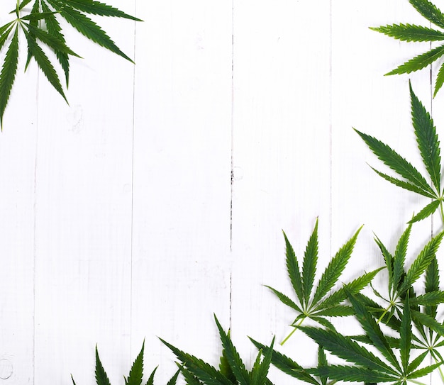 Fondo de planta de hoja de cannabis