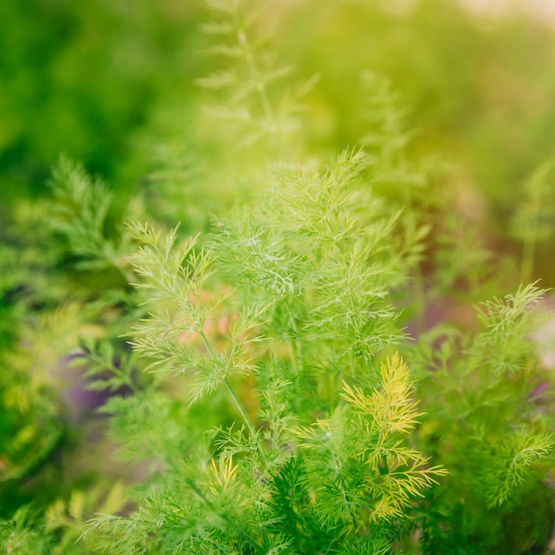 Fondo de la planta verde primavera