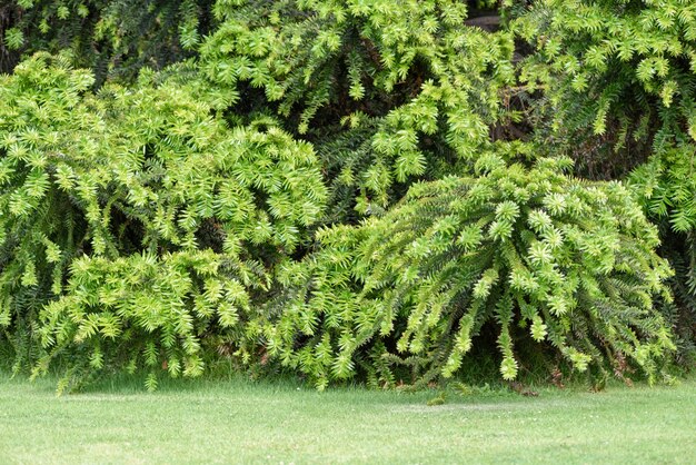 Fondo de la planta verde