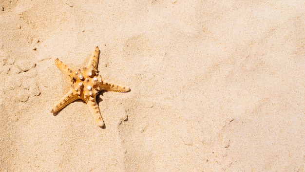 Fondo de playa con estrella de mar en la arena